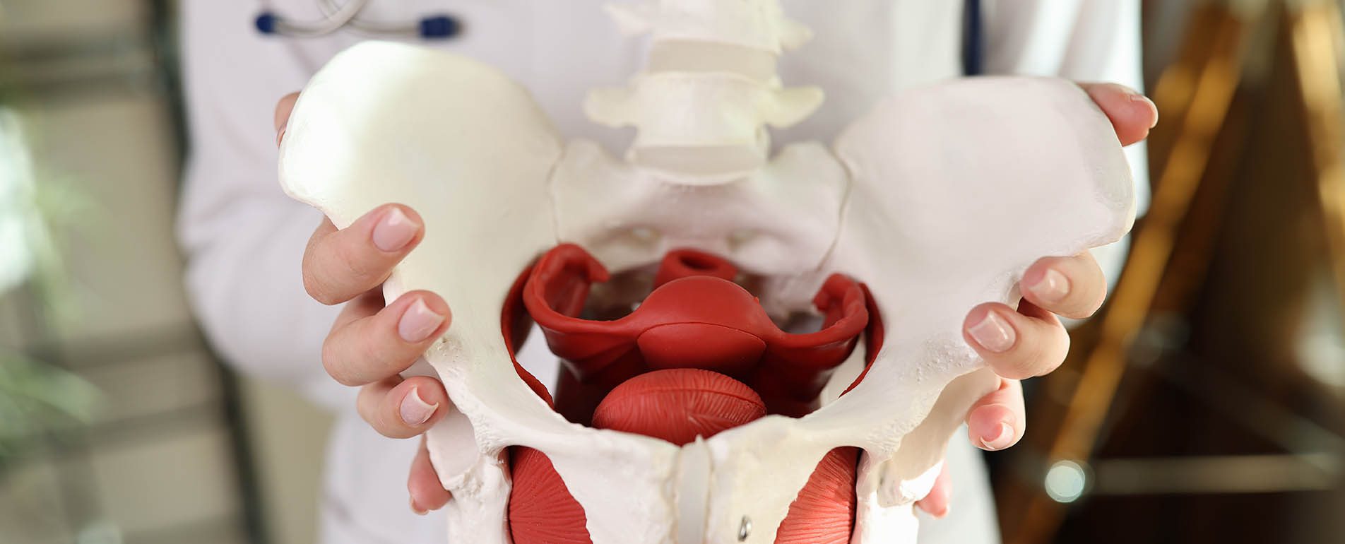 Doctor gynecologist holding of female pelvis with muscles model